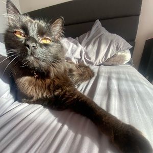 Meet your Posher, Isla